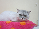 IMG_0331[1]_thumb.png